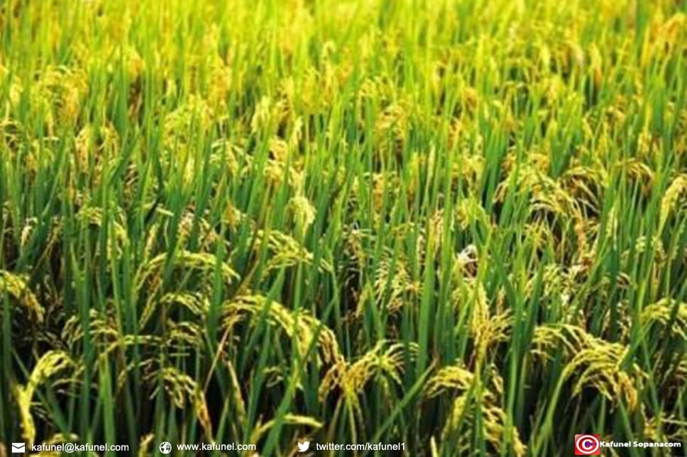 La production rizicole menacée par les températures dans le Sahel Ouest-Africain Riziculture - La production rizicole menacée par les températures dans le Sahel Ouest-Africain