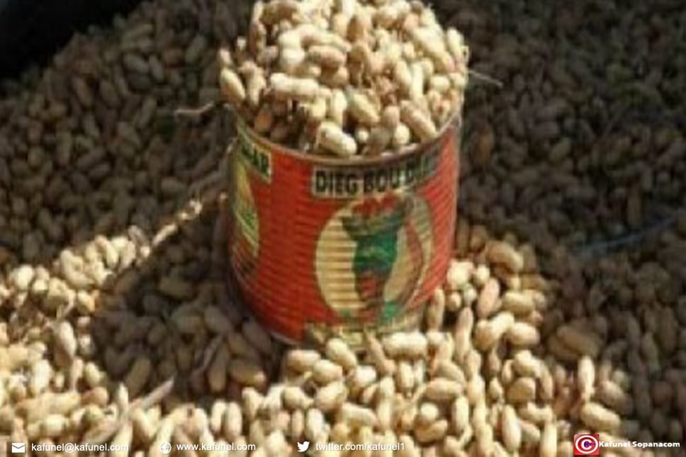 30 000 tonnes d'arachides achetées par la Sonacos 30 000 tonnes d'arachides achetées par la Sonacos
