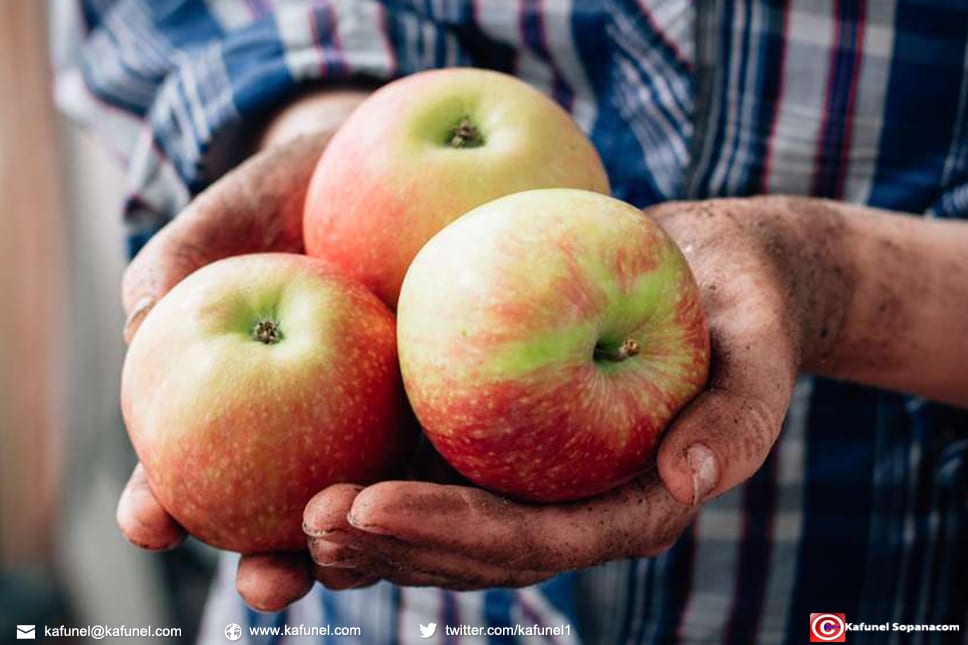 Cueillette - cueillir les fruits du verger. © sharafmaksumov, Fotolia Cueillette : cueillir les fruits du verger. © sharafmaksumov, Fotolia