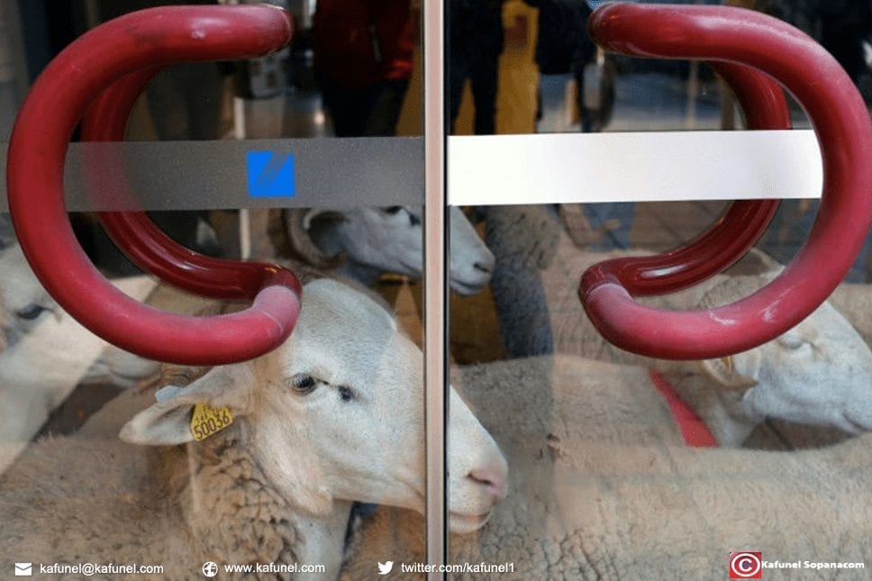Des moutons enfermés à la direction régionale de l'environnement, de L'amenagement et du Logement de Midi-Pyrenées), le 1er décembre 2017.jpg Des moutons enfermés à la direction régionale de l'environnement, de L'amenagement et du Logement de Midi-Pyrenées), le 1er décembre 2017