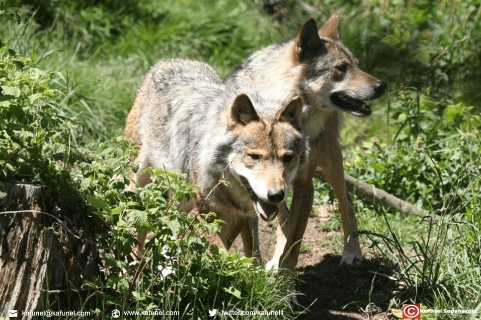 Deux loups européens en semi-liberté dans le parc des Angles (Pyrénées-orientales), le 18 juin 2015