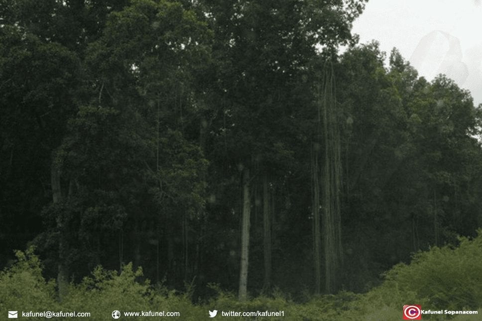 Forêt dense du nord de l’Angola Forêt dense du nord de l’Angola