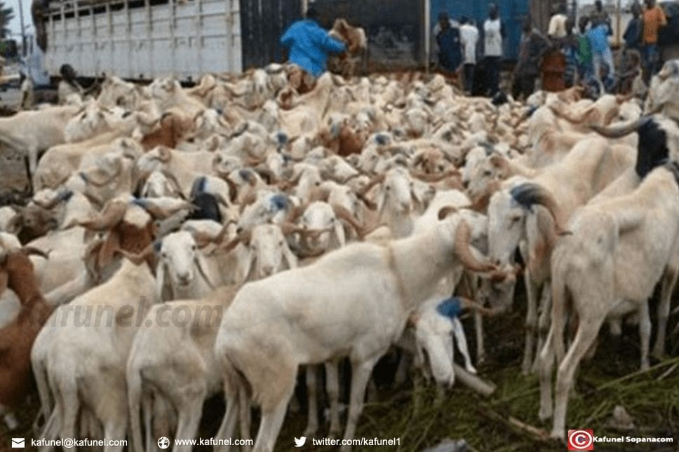 Eleveurs de Fatick assurent l'approvisionnement en moutons pour la tabaski 2018.jpg