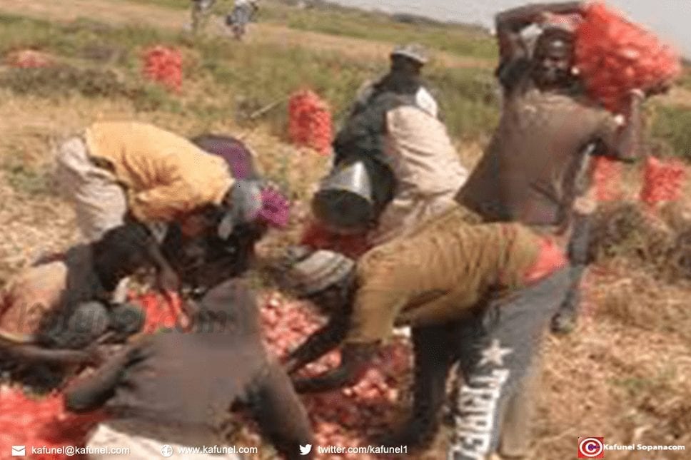 La production d’oignon à Saint-Louis (Sénégal) en perte de 7000 tonnes......jpg
