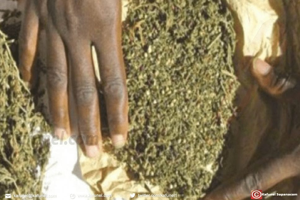 Urgent ! 10Kg de Yamba saisis, deux individus arrêtés à Diourbel.jpg