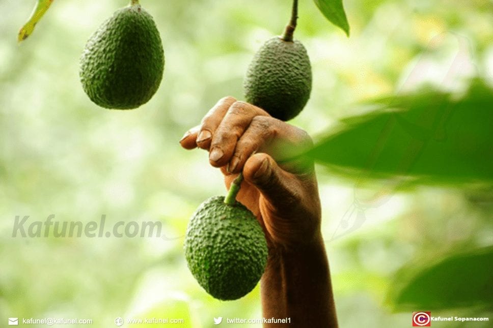 Le Kenya veut profiter de la mode de l'avocat en Europe.jpg Le fermier Simon Kimani cueille les avocats de sa plantation, le 25 juillet 2018 à Kandara, au Kenya | AFP | Kevin MIDIGO