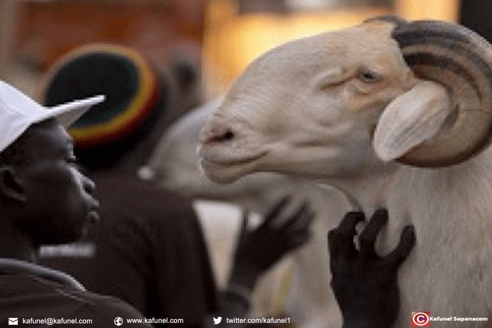 Mouton de Tabaski - Les conseils à suivre, les erreurs à éviter.jpg