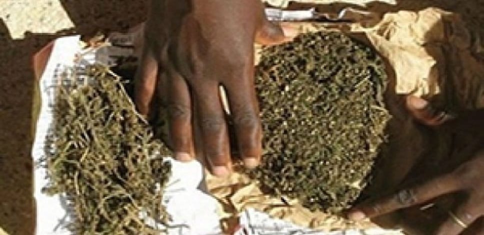 72 kg de yamba saisis à goudomp 72 kg de yamba saisis à goudomp