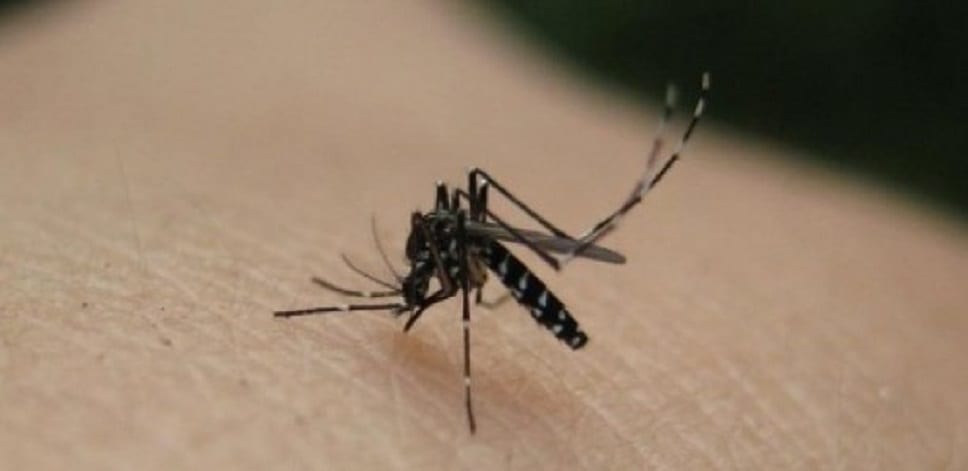 La maladie de Dengue à Touba-Mbacké 44 cas officiellement confirmés (Médecin)