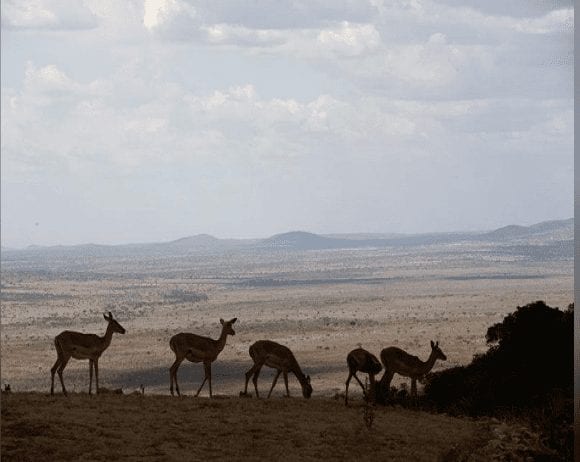 menace de la biodiversité - Capture La nature souffre comme jamais auparavant dans l'histoire de l'humanité : voilà l'enseignement d'un rapport alarmant sur la biodiversité, d'une ampleur inédite jusque-là, publié lundi par un groupe d'experts internationaux. /Photo d'archives/REUTERS/Baz Ratner