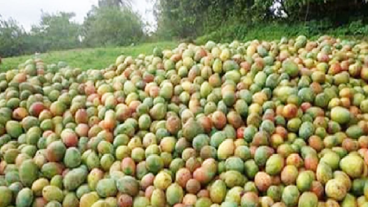 Filière Mangue Un acteur revient sur les enjeux de la lutte contre les mouches des fruits Filière Mangue Un acteur revient sur les enjeux de la lutte contre les mouches des fruits