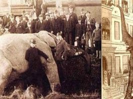 15 septembre 1885. Le jour où l'éléphant Jumbo est tué par un train