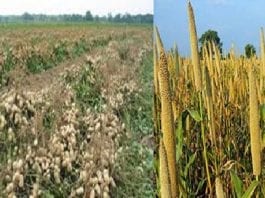 Une ‘’Hausse modérée’’ de la production d'arachide à Kafrine