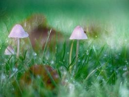 Le principe actif des champignons aurait moins d'effets indésirables que les traitements conventionnels. | Viktor Forgacs via Unsplash