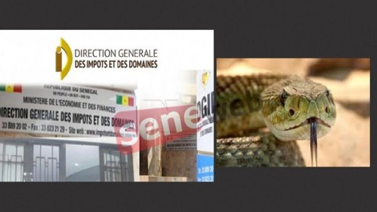 Impôts et domaines Les serpents hantent le sommeil des inspecteurs ,serpents ,sommeil ,inspecteurs ,Impôts et domaines ,Impôts ,domaines ,serpents , sommeil ,inspecteurs ,