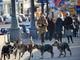 Une meute de chiens errants dévore un homme à Moscou