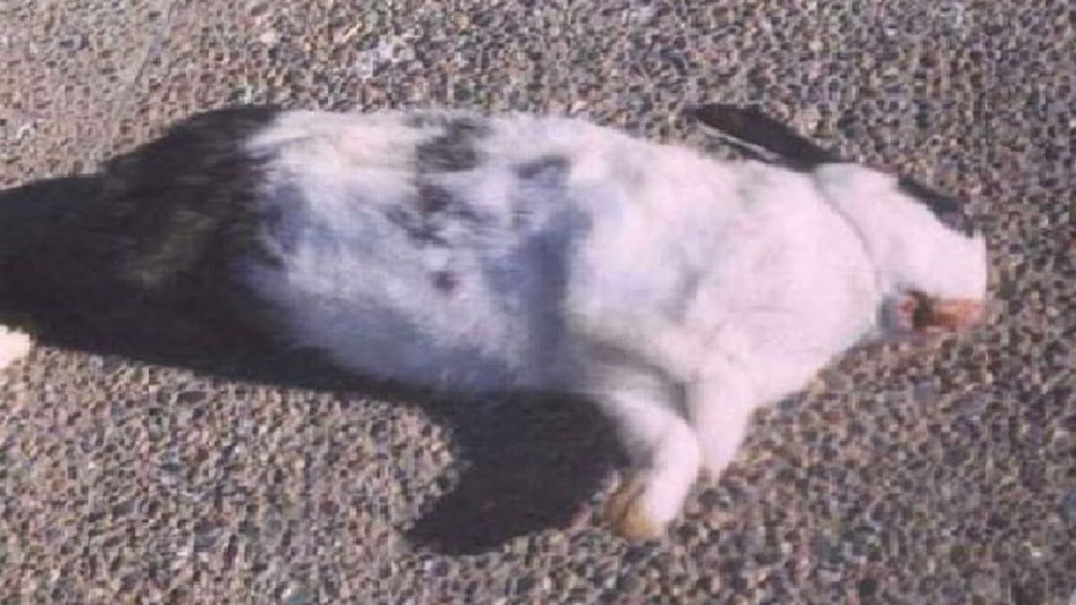 Suspicions d'apparition de 30 foyers de la maladie hémorragique du lapin (ministère)