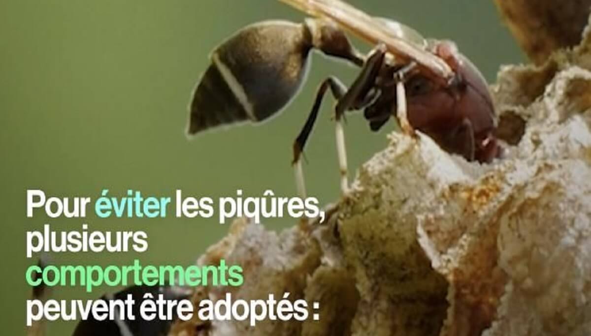 Abeilles, guêpes, frelons… Que faire face aux piqûres Abeilles, guêpes, frelons… Que faire face aux piqûres