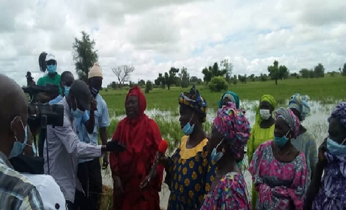 Les producteurs de maïs du Saloum cités en exemple de la Mécanisation Les producteurs de maïs du Saloum cités en exemple de la Mécanisation