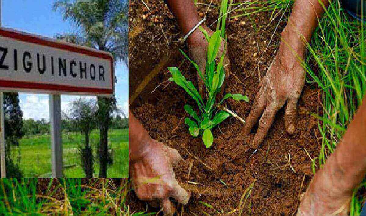 Plus de 320.000 plants à Ziguinchor pour reboiser une superficie de 592 ha en 2019 (officiel)