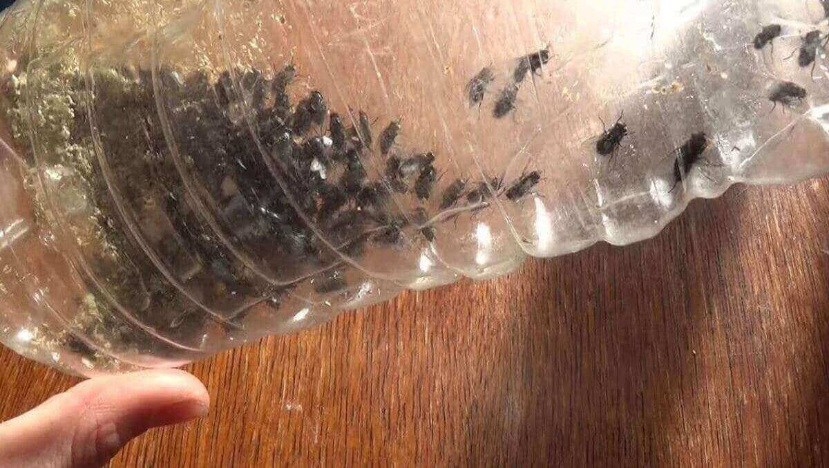 10-astuces-de-grand-mere-pour-chasser-les-mouches-de-chez-vous-