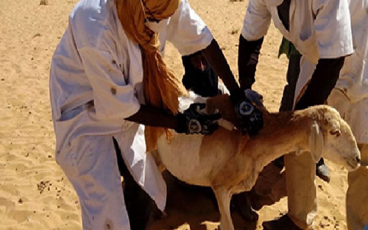 kaolack-vers-une-campagne-pour-l-immunisation-du-cheptel kaolack-vers-une-campagne-pour-l-immunisation-du-cheptel