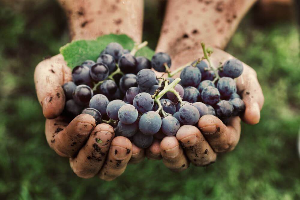 raisins-bio-Les 5 aliments Ã manger bio en prioritÃ© - Kafunel