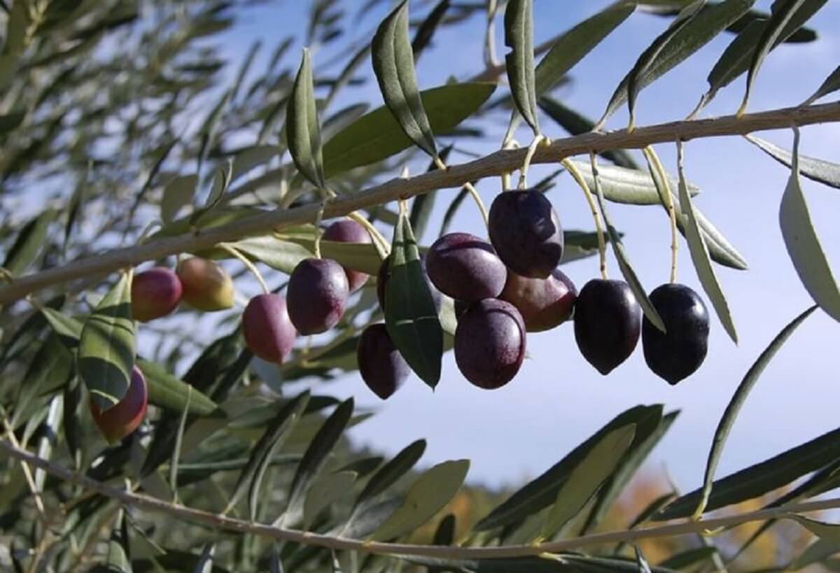 zoom-sur-l-olive-noire-de-nyons zoom-sur-l-olive-noire-de-nyons