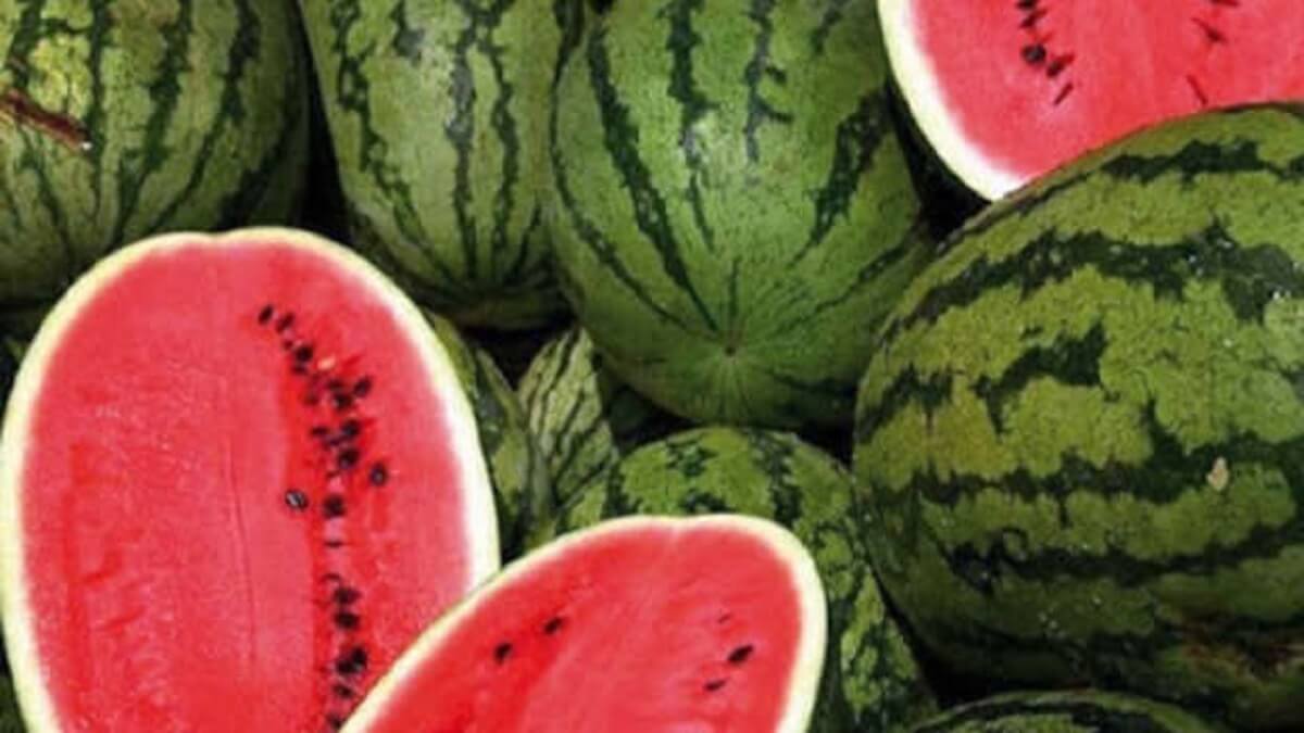 Pastèque marocaine inquiète les agriculteurs espagnols Pastèque marocaine inquiète les agriculteurs espagnols
