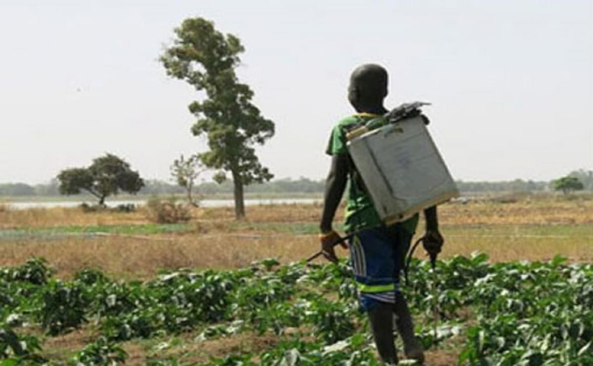casamance-agri-jeunes-va-financer-2000-a-2500-projets-chef-d-antenne casamance-agri-jeunes-va-financer-2000-a-2500-projets-chef-d-antenne