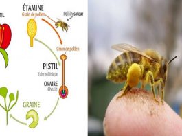 expliquer-les-abeilles-aux-enfants-pollinisation