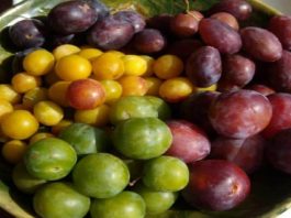 prunes-fruits-bio-local-meyzieu-jonage-paniers-francais