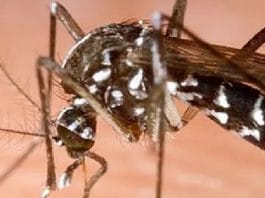 rosso-senegal-22-cas-de-dengue-enregistres