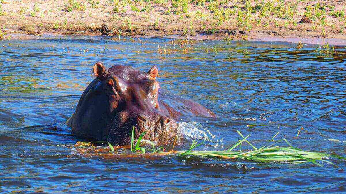 hippopotame