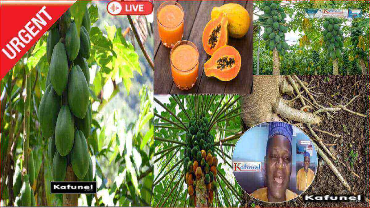 les bienfaits du papayer et sa papaye_www.kafunel.com Capture