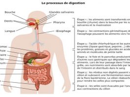 digestion-olga-adobe-stock-