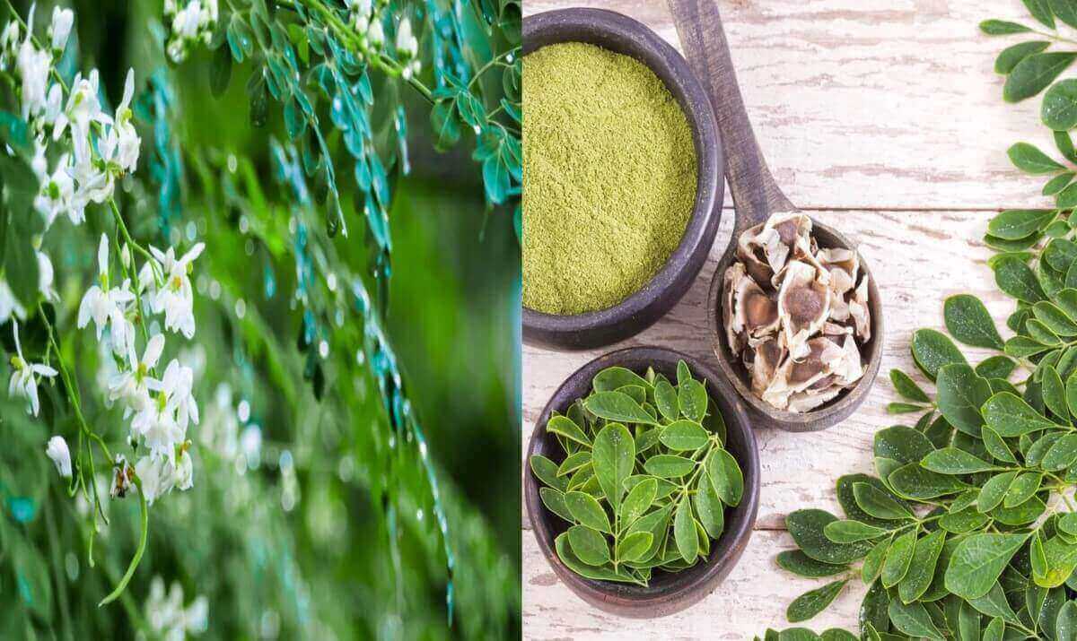 MORINGA BIENFAITS ET VERTUS ok MORINGA BIENFAITS ET VERTUS ok
