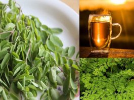 feuilles de moringa-Comment les utiliser