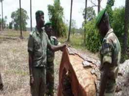 Préservation des forêts la collaboration entre le service des Eaux et Forêts et les autres Forces de défense et de sécurité magnifiée à Ziguinchor