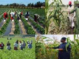 Agriculture en Afrique, entre résilience et souveraineté Le Sénégal à la quête de son modèle ok