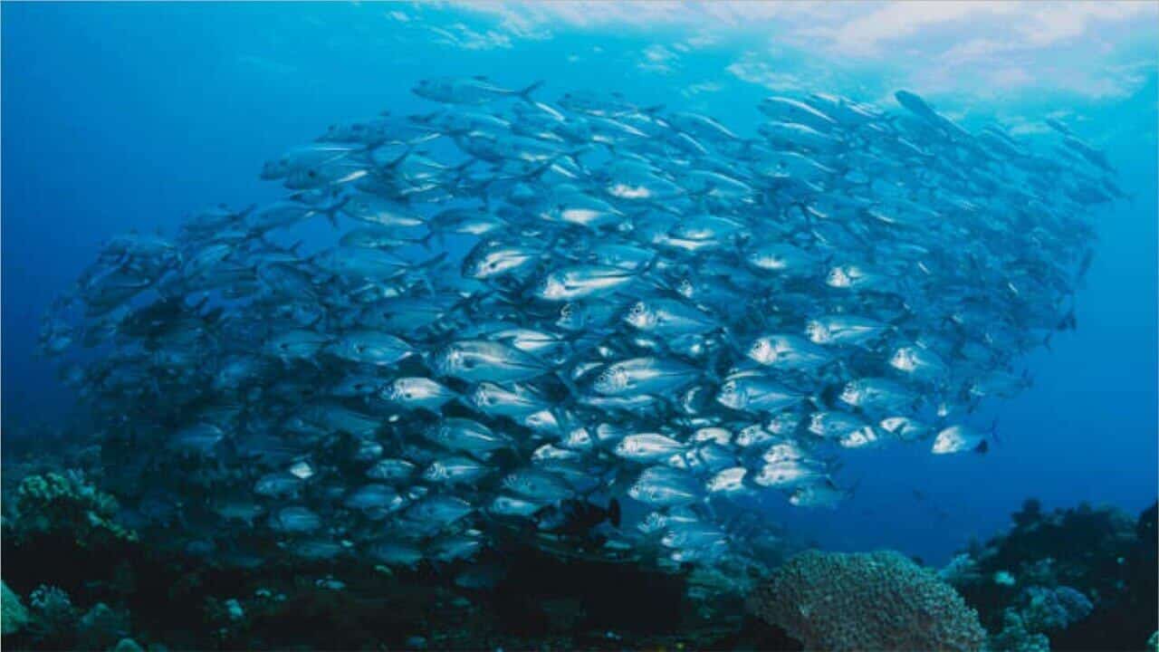 Poisson bleu