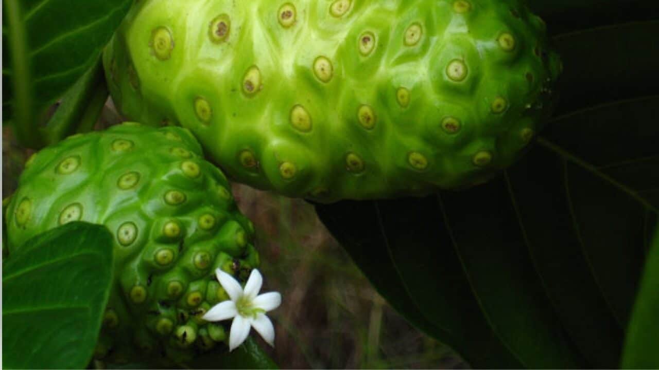 Noni un jus aux multiples bienfaits