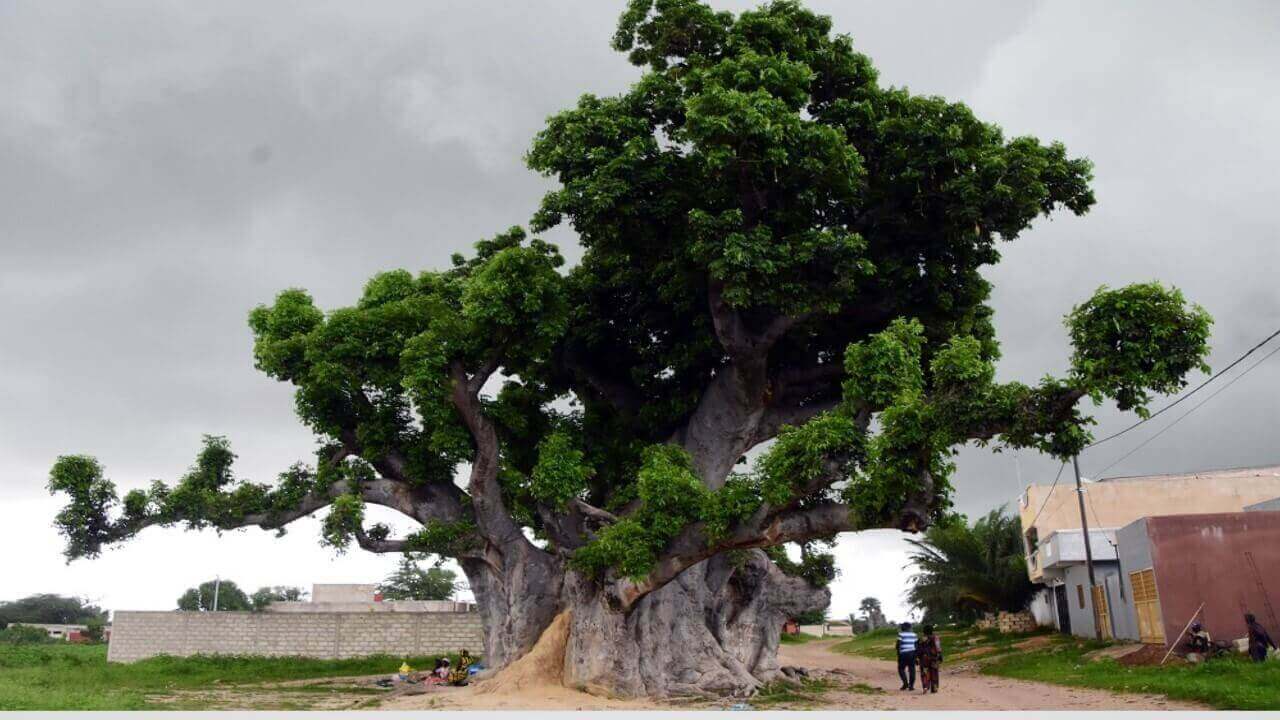 Nianing peut compter sur son baobab sacré