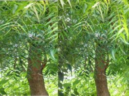 neem-l-arbre-ayurvedique-qui-guerit-tous-les-maux