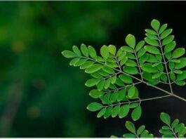 Boire Du Moringa Sous Forme De Pilule Pour L’allaitement Est-il Sécuritaire