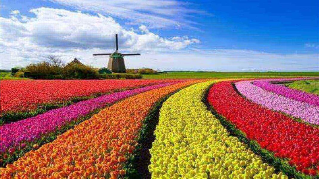 Vertus et Bienfaits des Tulipes pour la Santé de l'Homme / Tulipes et bien-être mental 2
