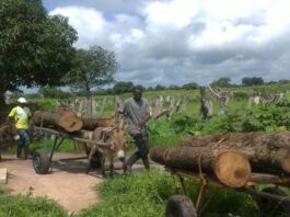 6 Personnes Placées Sous Mandat De Dépôt dans l'Affaire De La Foret Classée De Niamone