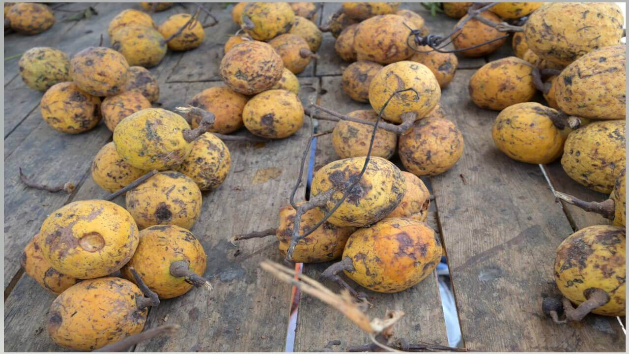 Le maad un fruit sauvage qui régale le Sénégal 1