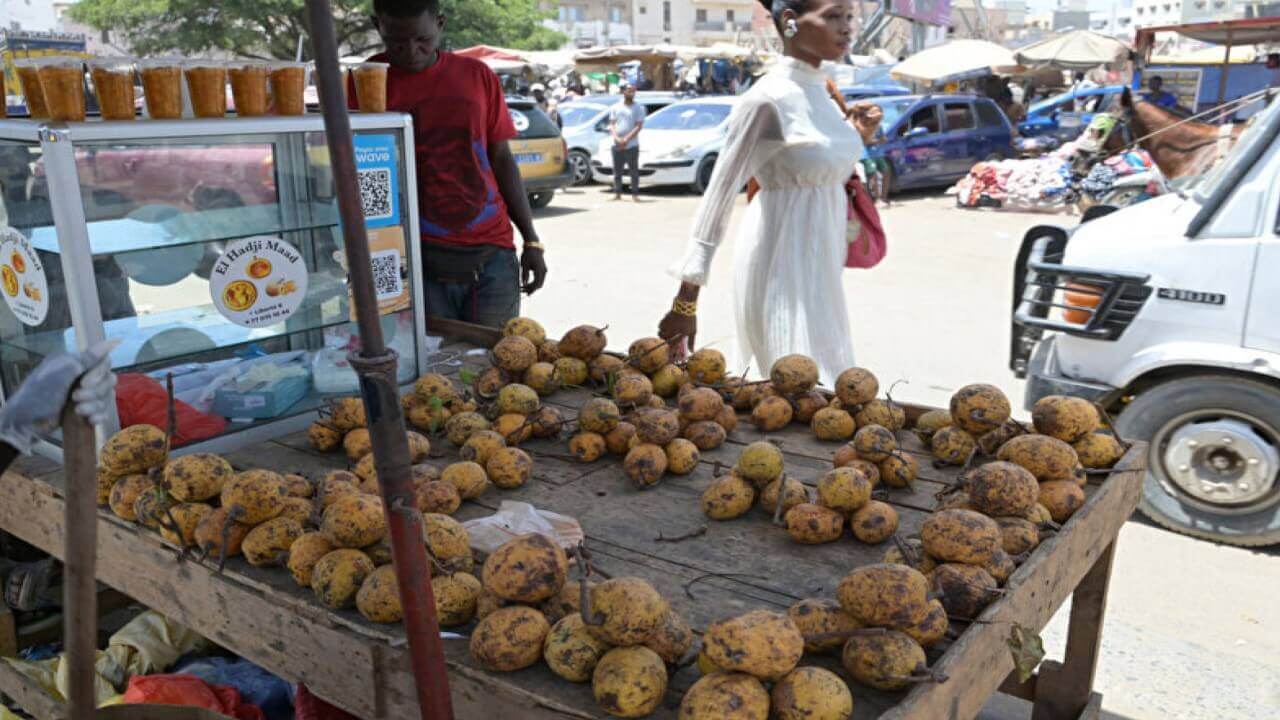 Le maad un fruit sauvage qui régale le Sénégal 3