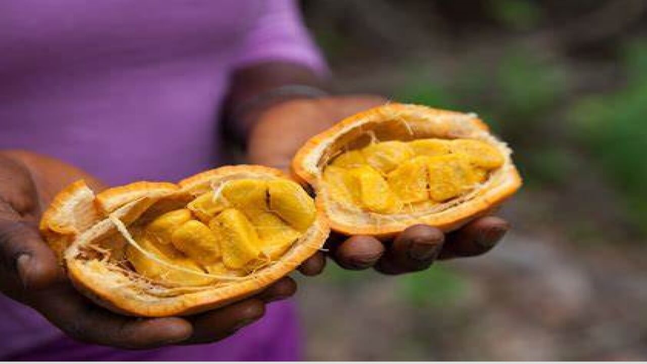 Le maad un fruit sauvage qui régale le Sénégal 4